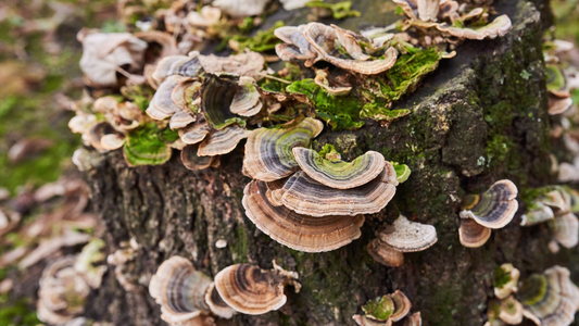 OFFSITE: Canada Day 2026 Mushroom Hunting & Foraging Expedition with Puck's Plenty