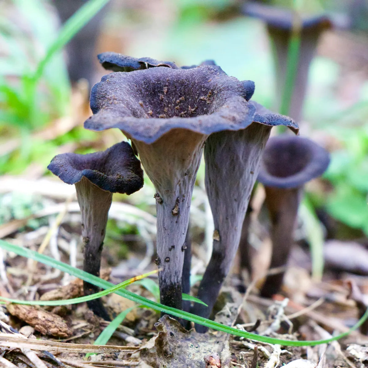 OFFSITE: August Civic Holiday 2026 Mushroom Hunting Expedition with Puck's Plenty