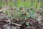 MASTERCLASS: Discovering Wild Foods with Seth Goering