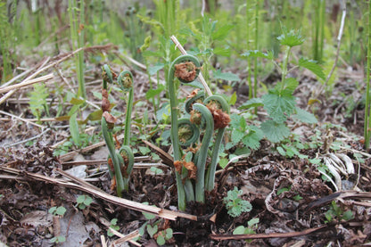 OFFSITE: Victoria Day Mushroom Hunting & Foraging Expedition with Puck's Plenty