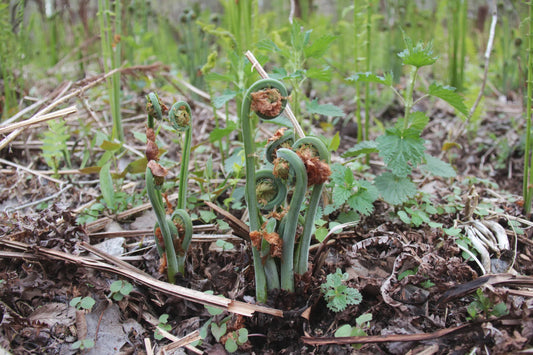 MASTERCLASS: Discovering Wild Foods with Seth Goering