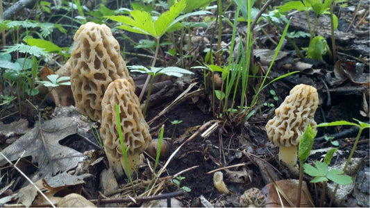 OFFSITE: Victoria Day Mushroom Hunting & Foraging Expedition with Puck's Plenty