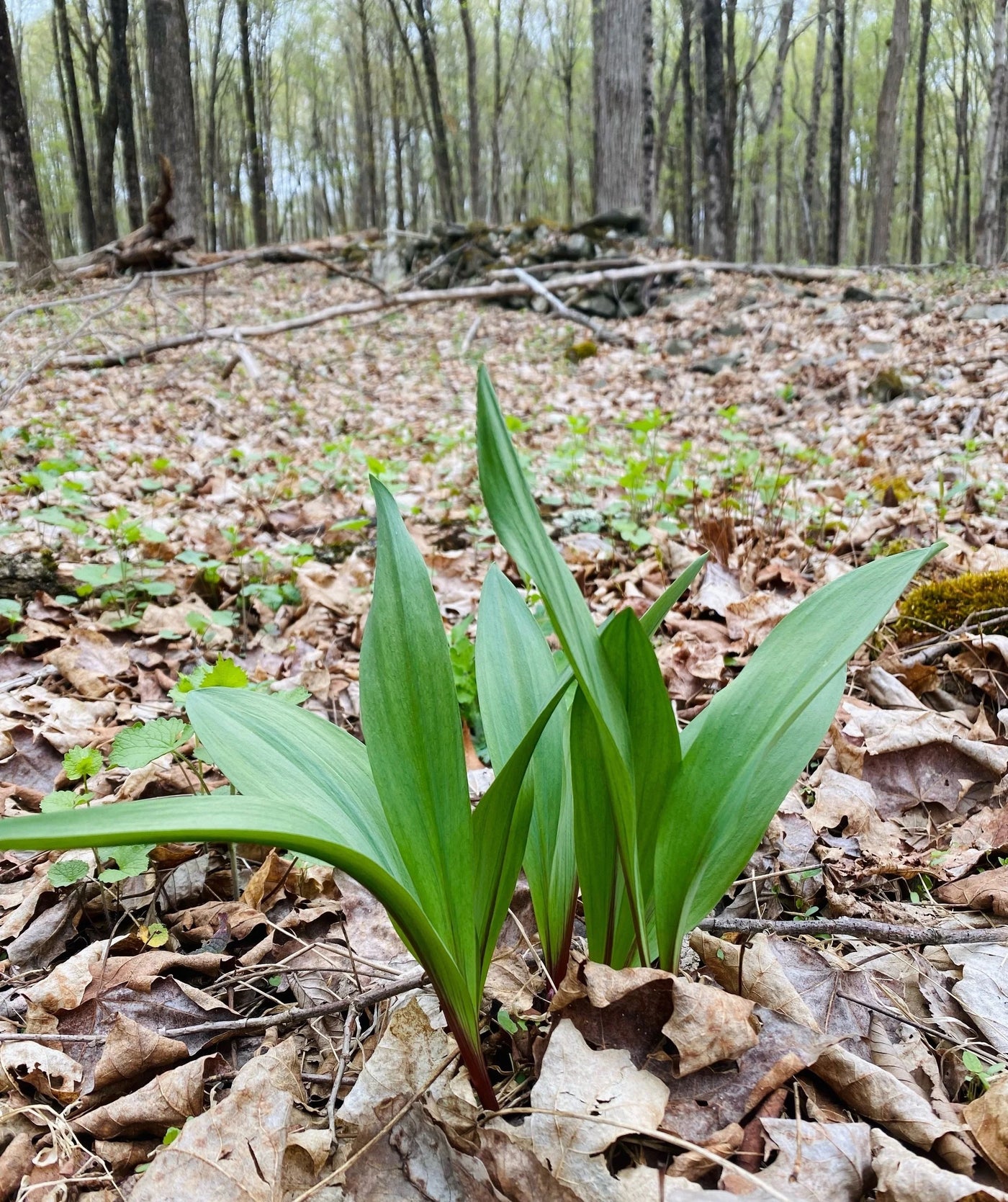 MASTERCLASS: Discovering Wild Foods with Seth Goering