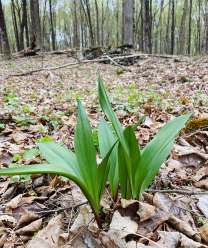 MASTERCLASS: Discovering Wild Foods with Seth Goering
